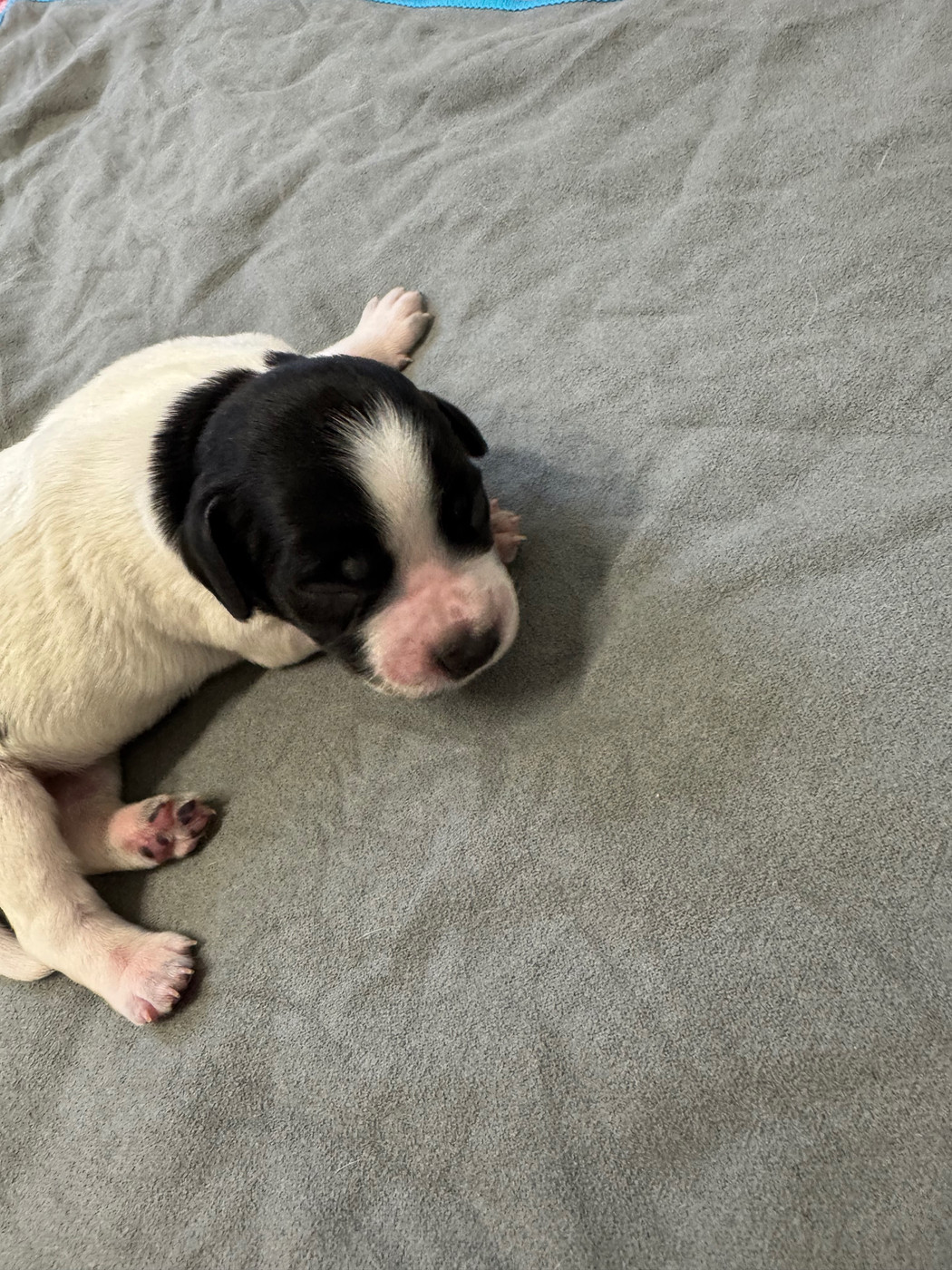 De L'Epopée De Kaa - Chiots disponibles - Epagneul Breton