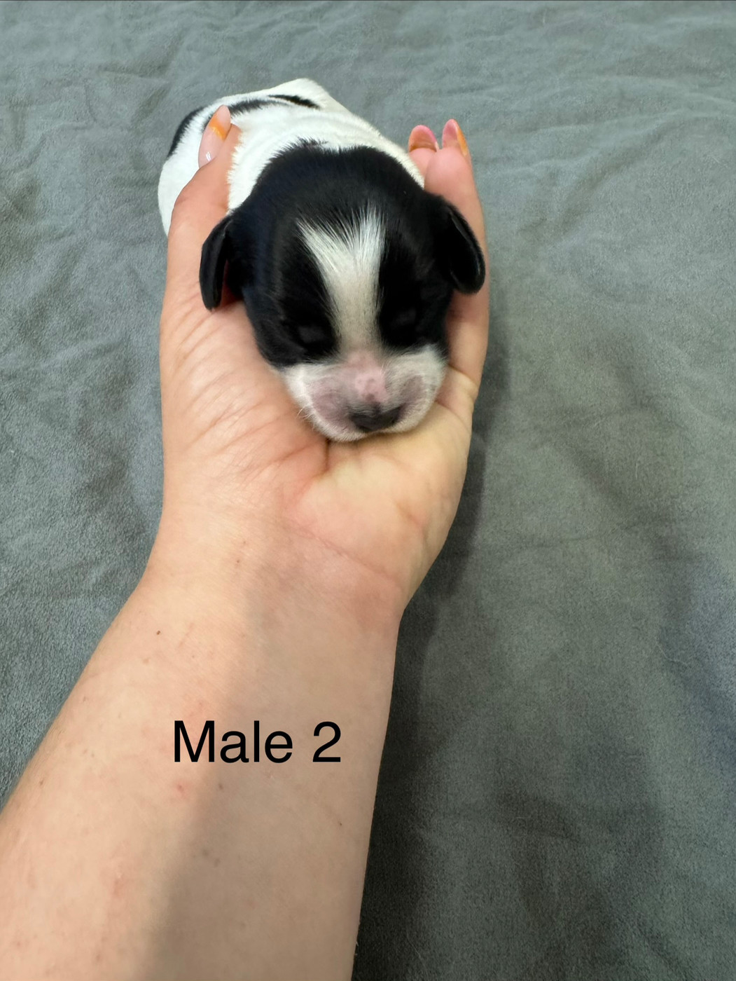 De L'Epopée De Kaa - Chiots disponibles - Epagneul Breton