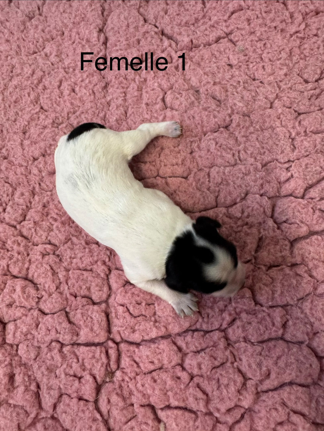 De L'Epopée De Kaa - Chiots disponibles - Epagneul Breton