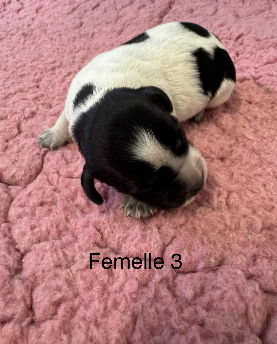 De L'Epopée De Kaa - Chiots disponibles - Epagneul Breton