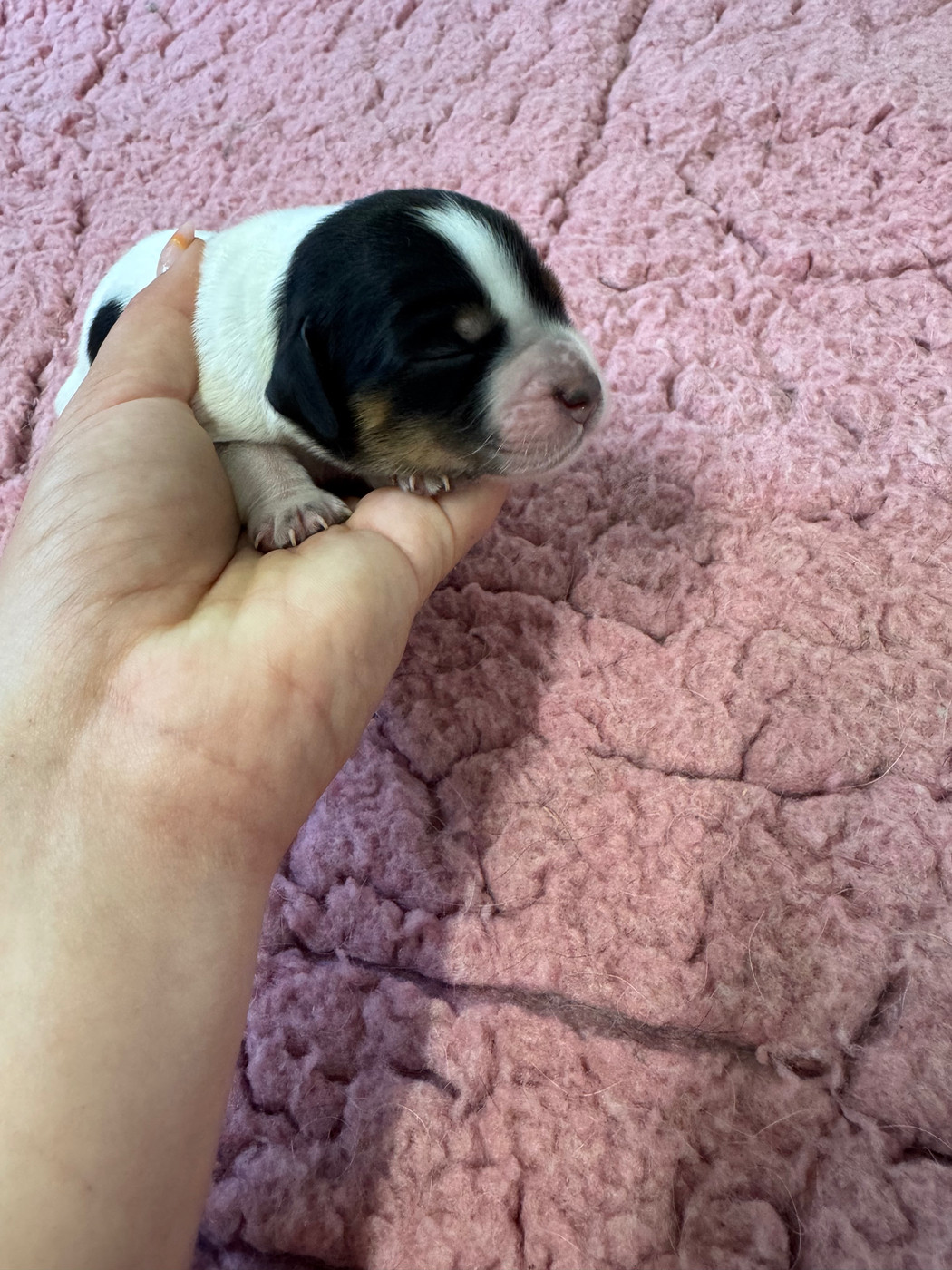 De L'Epopée De Kaa - Chiots disponibles - Epagneul Breton