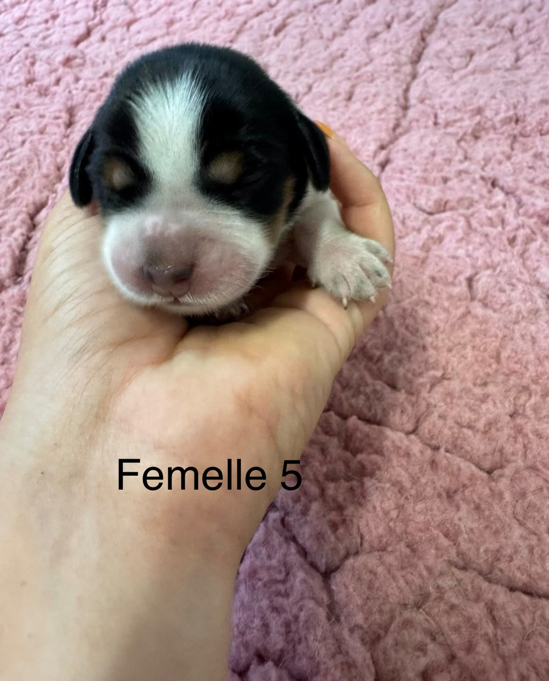 De L'Epopée De Kaa - Chiots disponibles - Epagneul Breton