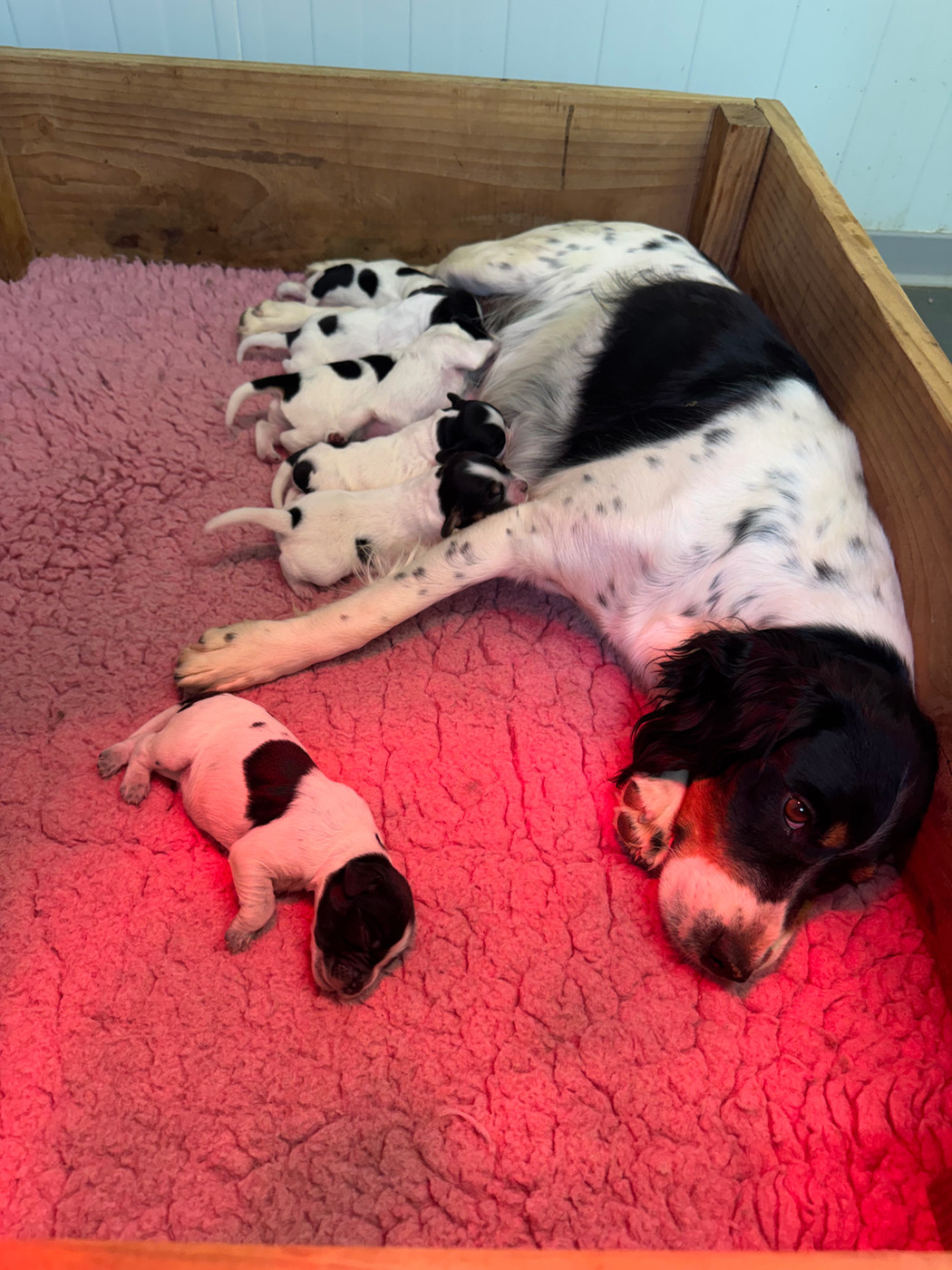 Chiot Epagneul Breton De L'Epopée De Kaa