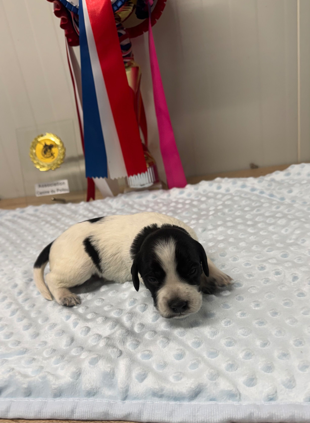De L'Epopée De Kaa - Chiots disponibles - Epagneul Breton