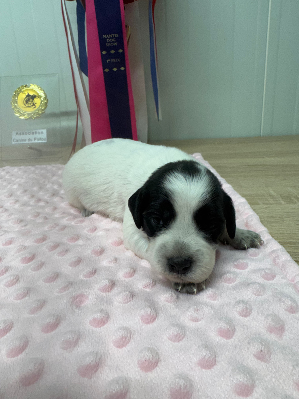 De L'Epopée De Kaa - Chiots disponibles - Epagneul Breton