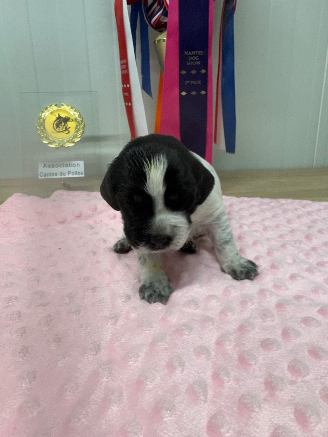 De L'Epopée De Kaa - Chiots disponibles - Epagneul Breton
