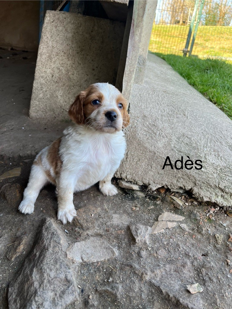 De L'Epopée De Kaa - Chiots disponibles - Epagneul Breton