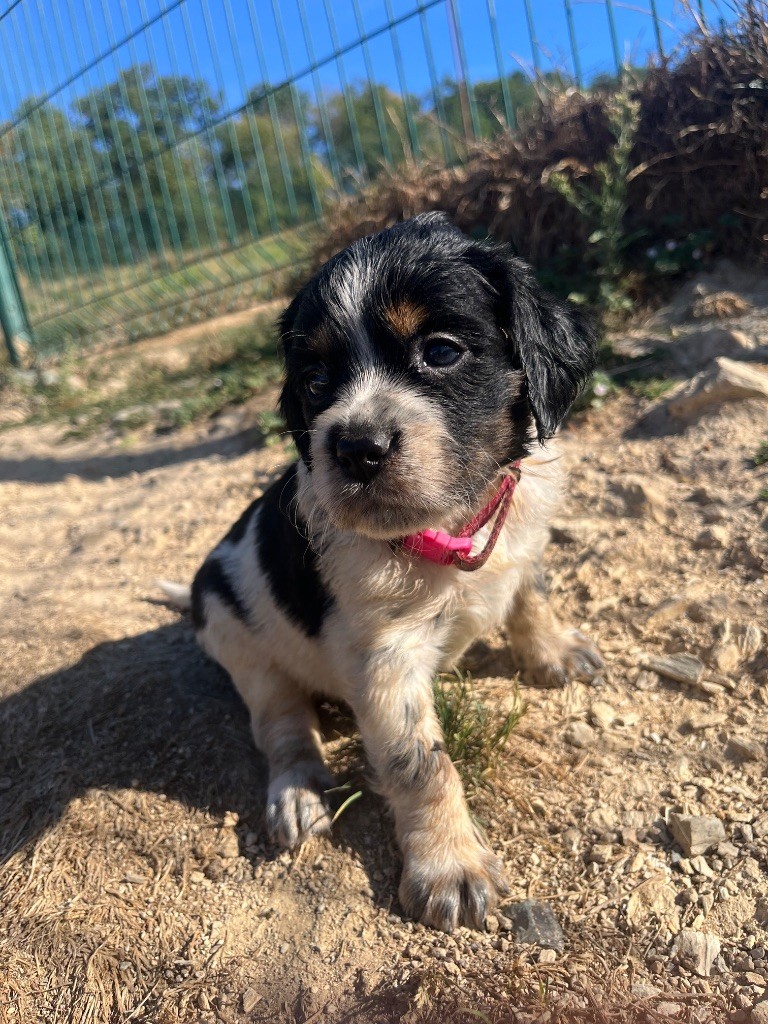 De L'Epopée De Kaa - Chiots disponibles - Epagneul Breton