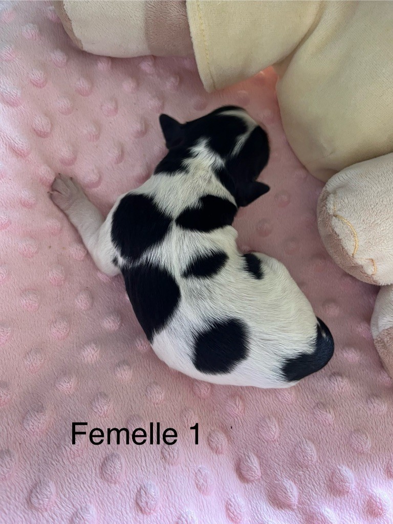 De L'Epopée De Kaa - Chiots disponibles - Epagneul Breton