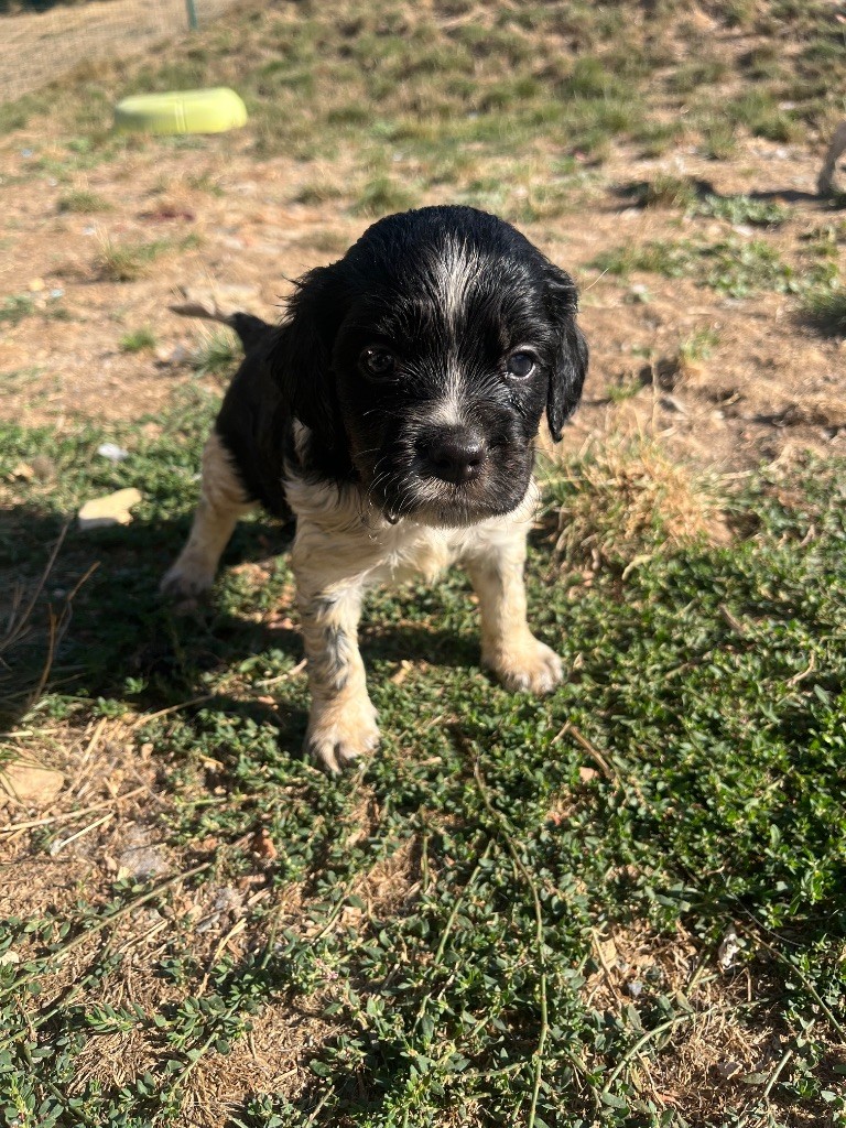 De L'Epopée De Kaa - Chiots disponibles - Epagneul Breton