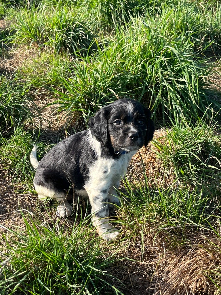 De L'Epopée De Kaa - Chiots disponibles - Epagneul Breton