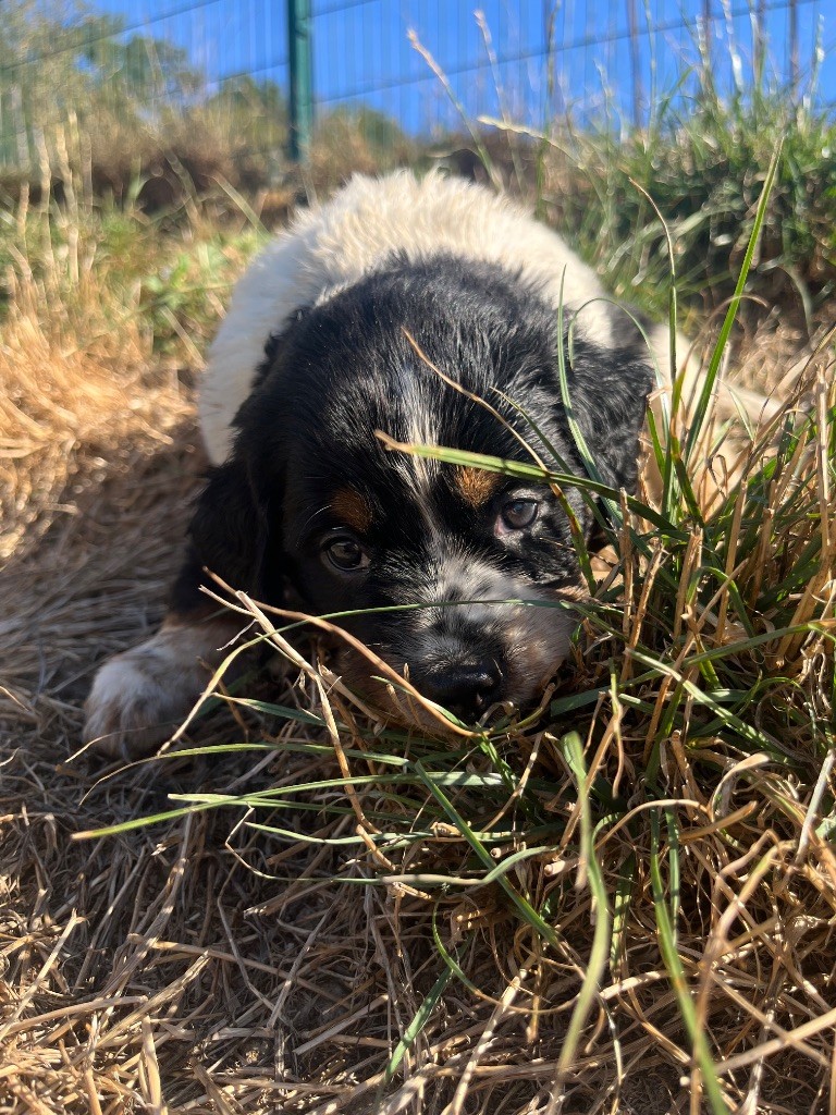 De L'Epopée De Kaa - Chiots disponibles - Epagneul Breton