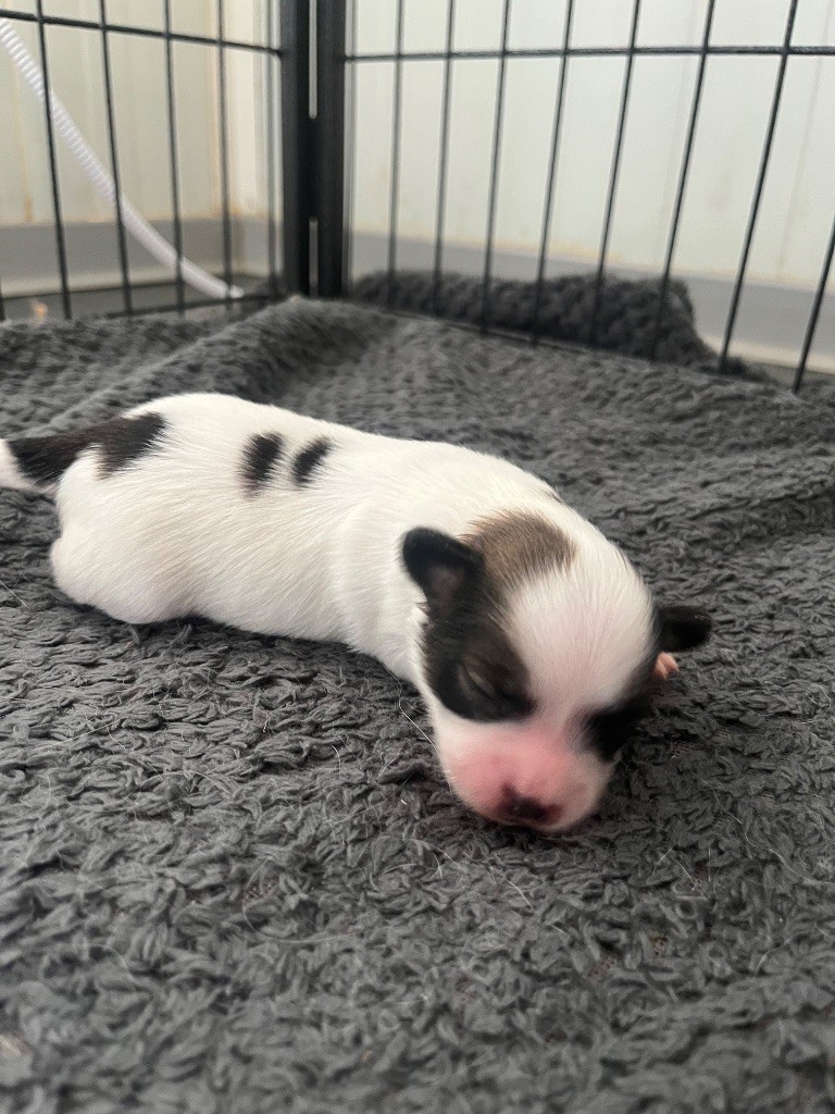 De L'Epopée De Kaa - Chiots disponibles - Epagneul nain Continental (Papillon)