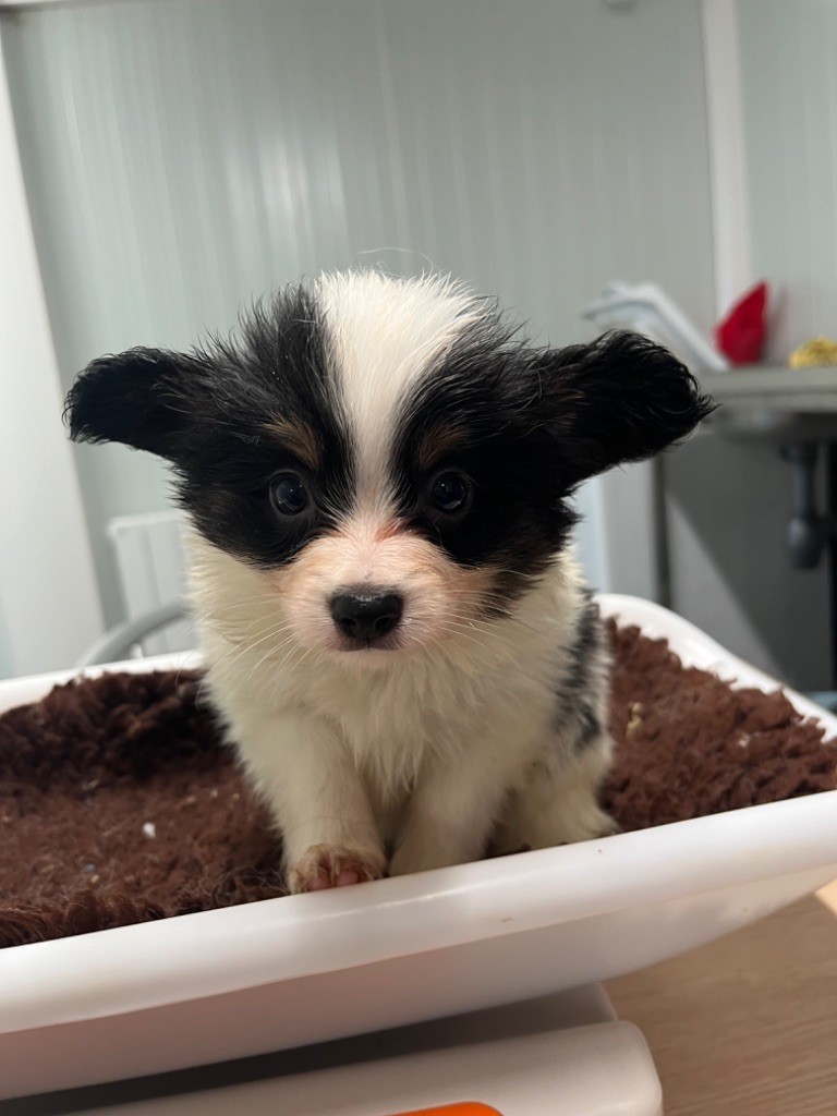 De L'Epopée De Kaa - Epagneul nain Continental (Papillon) - Portée née le 03/09/2024