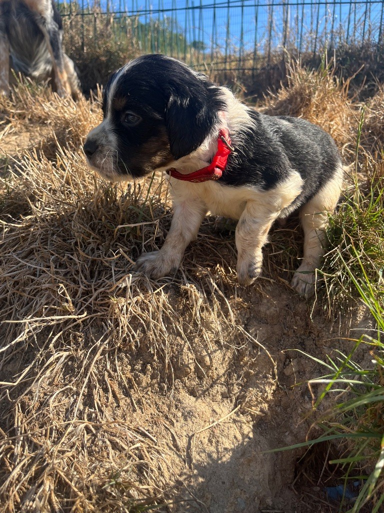 De L'Epopée De Kaa - Chiots disponibles - Epagneul Breton