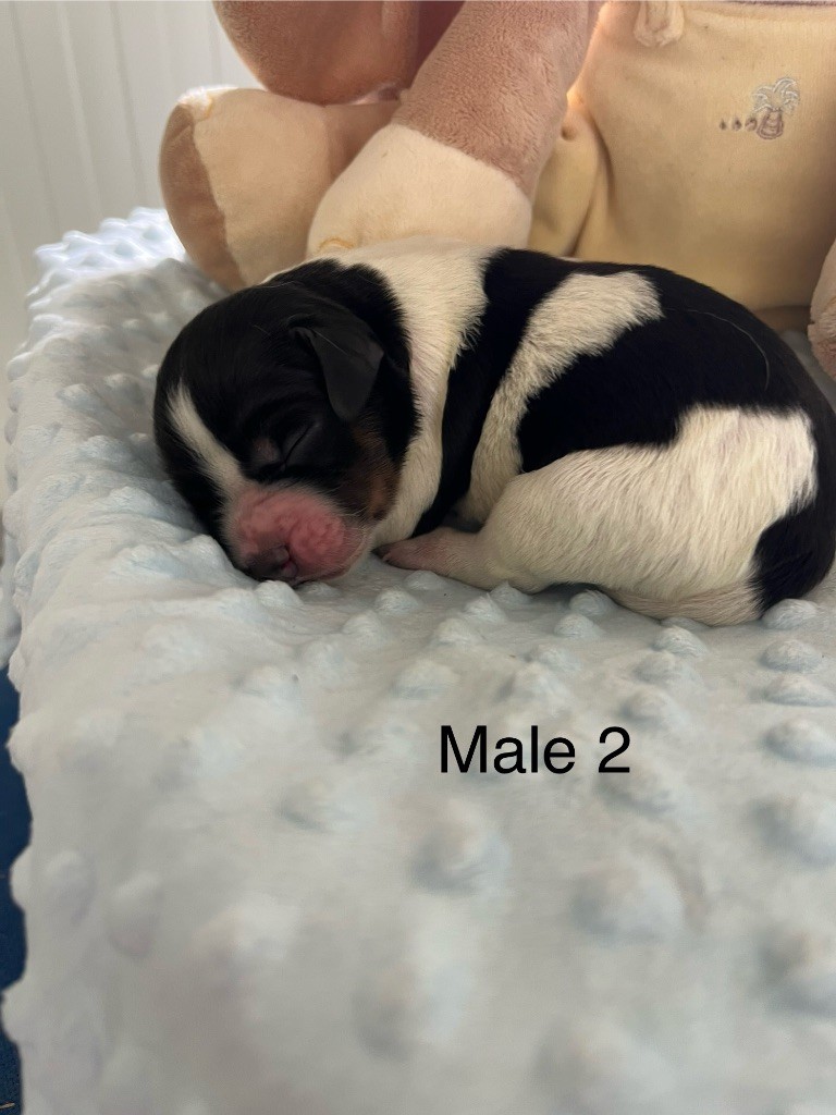 De L'Epopée De Kaa - Chiots disponibles - Epagneul Breton