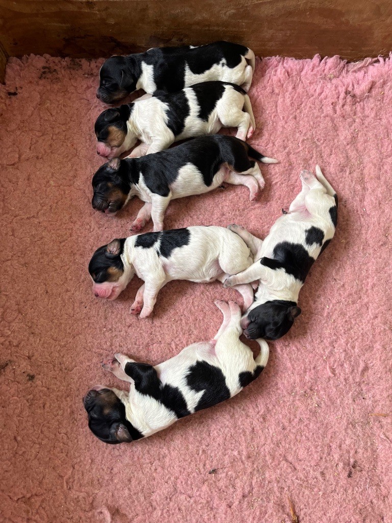 Chiot Epagneul Breton De L'Epopée De Kaa