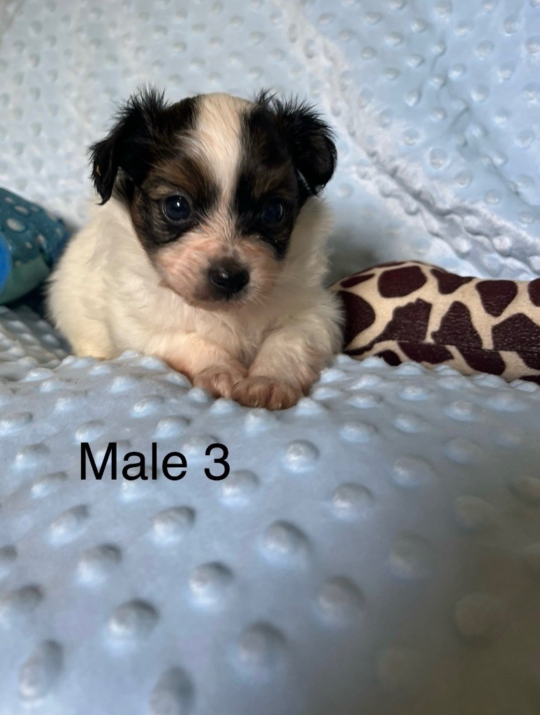 De L'Epopée De Kaa - Chiots disponibles - Epagneul nain Continental (Papillon)