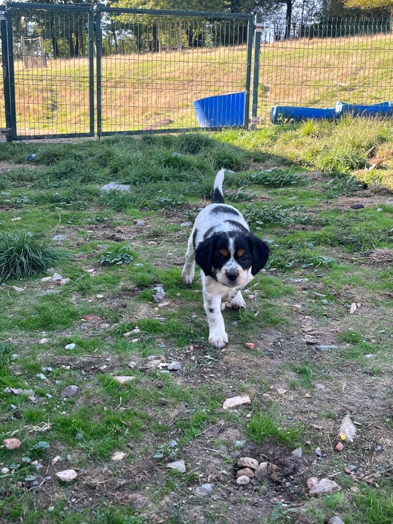 De L'Epopée De Kaa - Chiots disponibles - Epagneul Breton