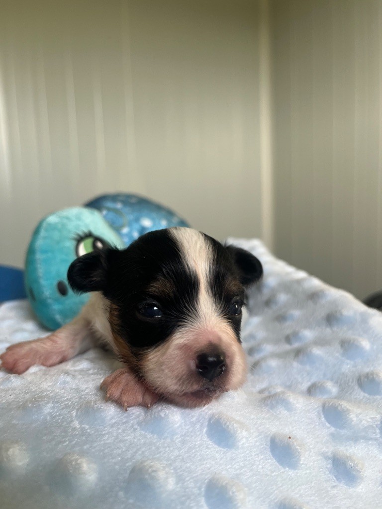 De L'Epopée De Kaa - Chiots disponibles - Epagneul nain Continental (Papillon)