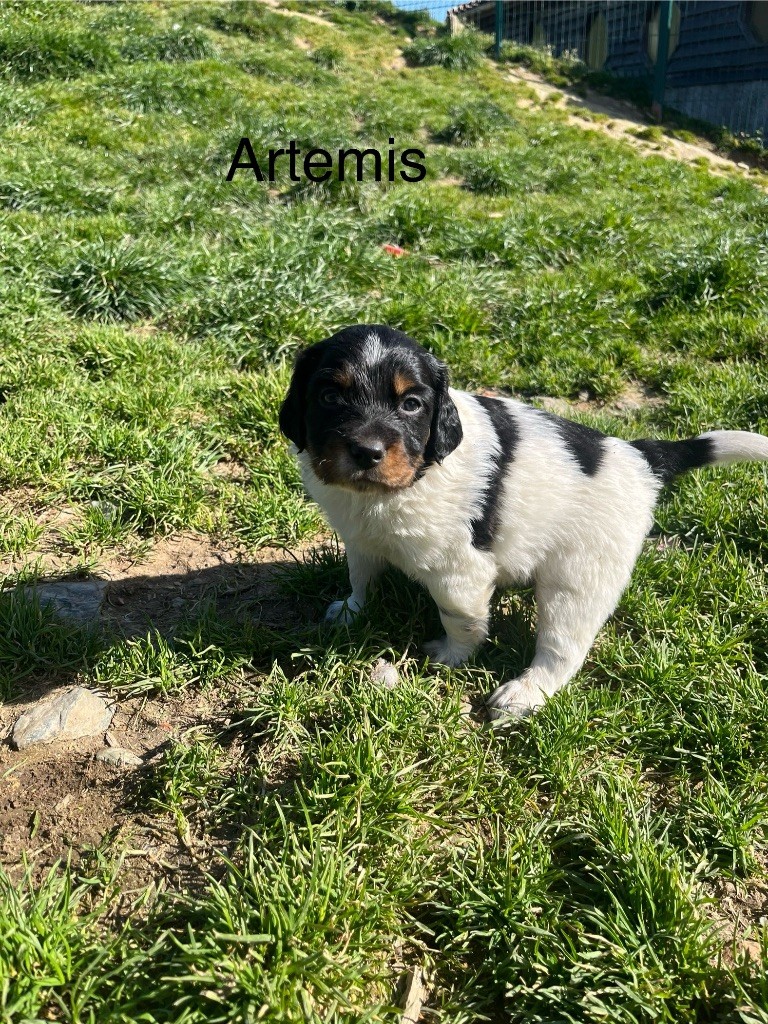 De L'Epopée De Kaa - Chiots disponibles - Epagneul Breton