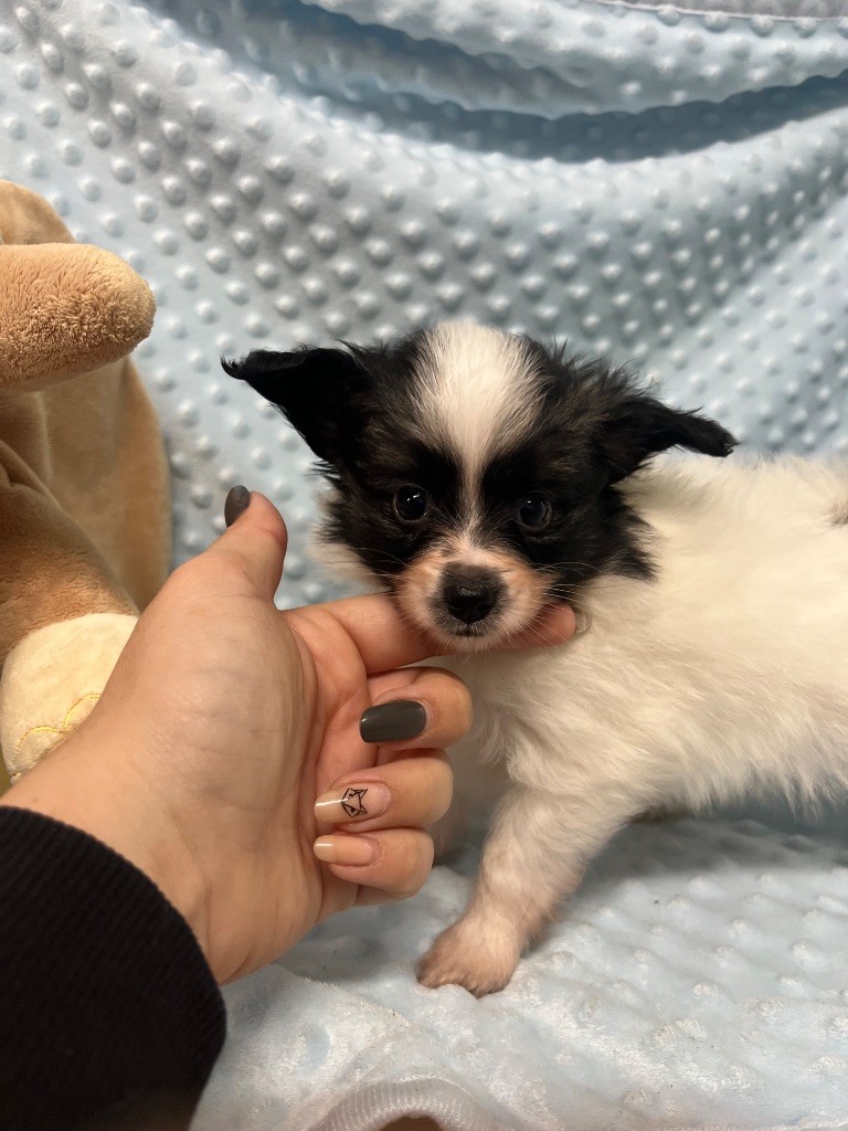 De L'Epopée De Kaa - Chiots disponibles - Epagneul nain Continental (Papillon)