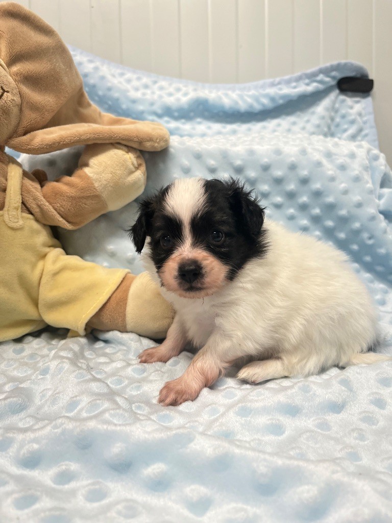 De L'Epopée De Kaa - Chiots disponibles - Epagneul nain Continental (Papillon)
