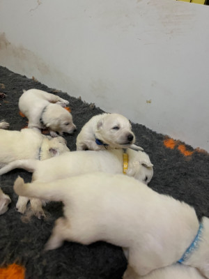 Chiot N°4