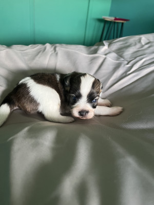 Chiot N°1