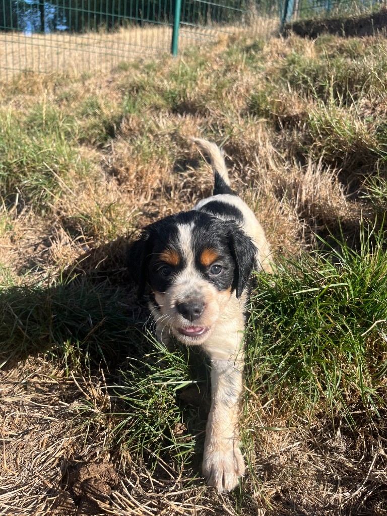 De L'Epopée De Kaa - Chiots disponibles - Epagneul Breton