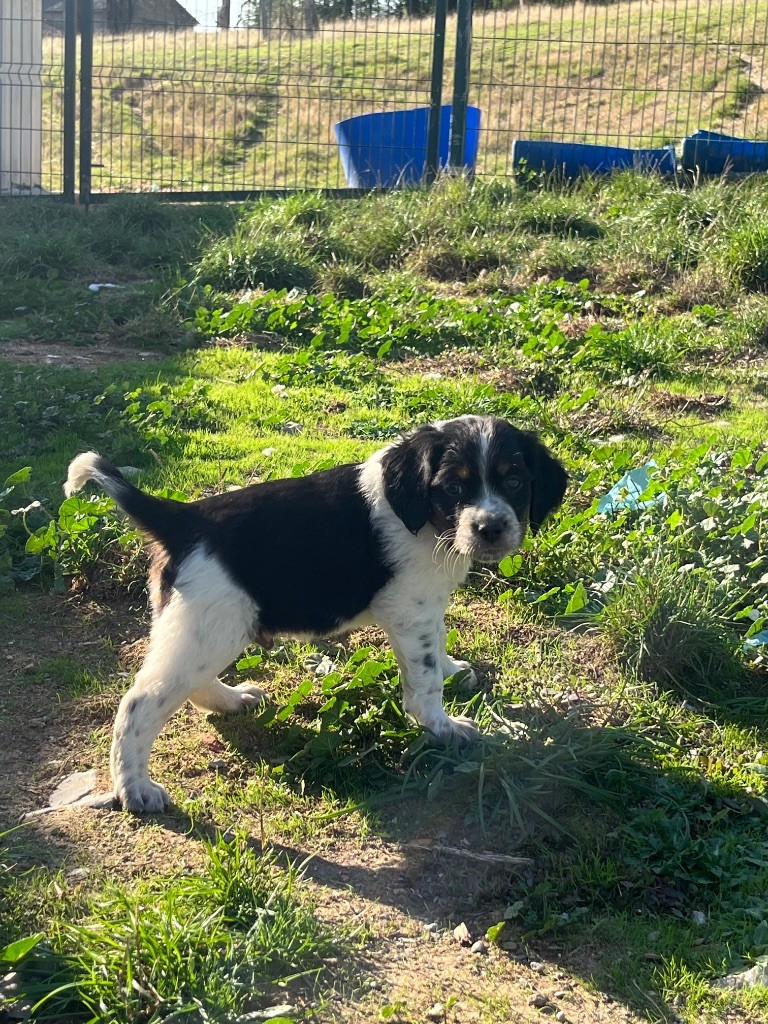 De L'Epopée De Kaa - Chiots disponibles - Epagneul Breton