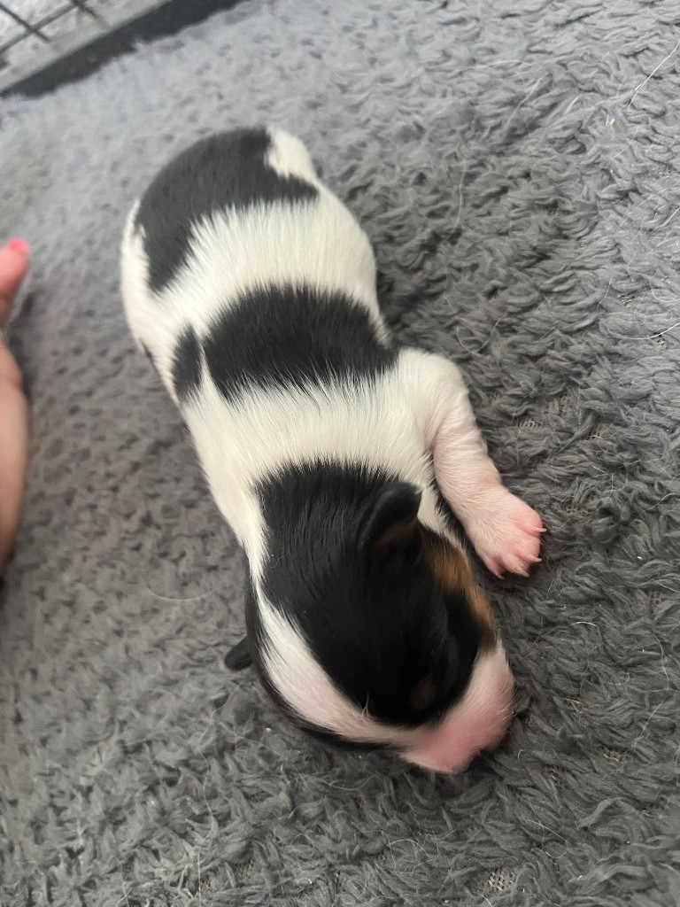 De L'Epopée De Kaa - Chiots disponibles - Epagneul nain Continental (Papillon)