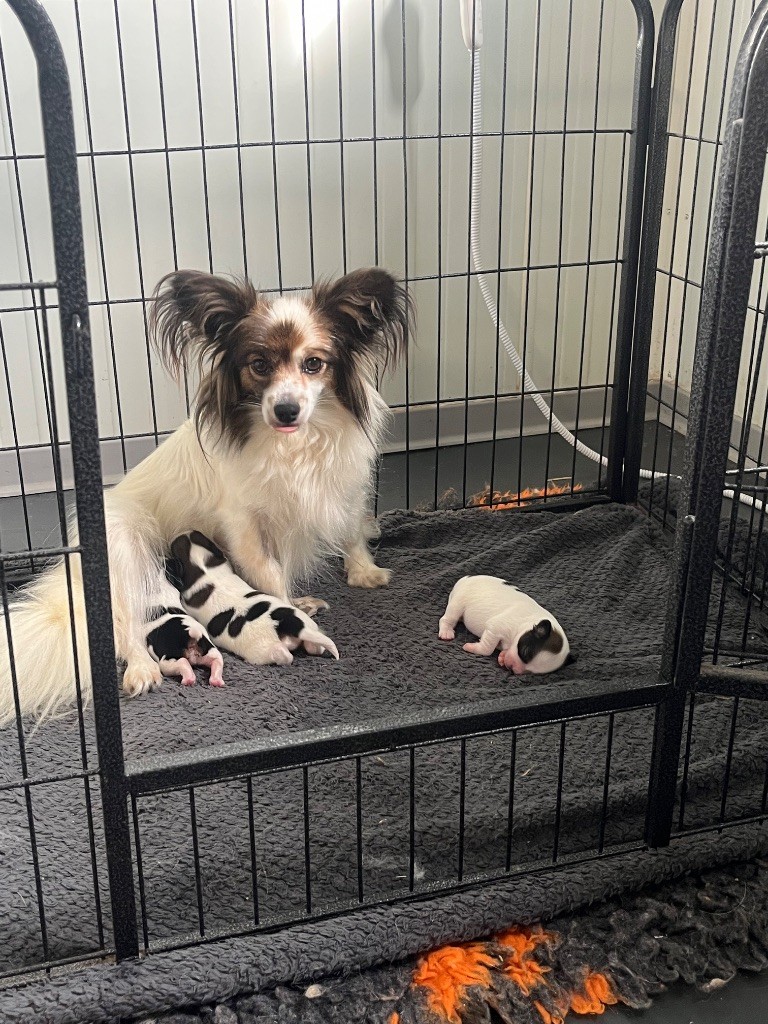 Chiot Epagneul nain Continental (Papillon) De L'Epopée De Kaa