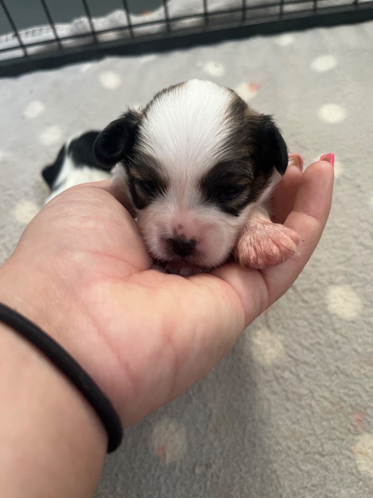 De L'Epopée De Kaa - Chiots disponibles - Epagneul nain Continental (Papillon)