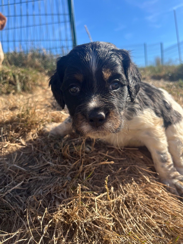 De L'Epopée De Kaa - Chiots disponibles - Epagneul Breton