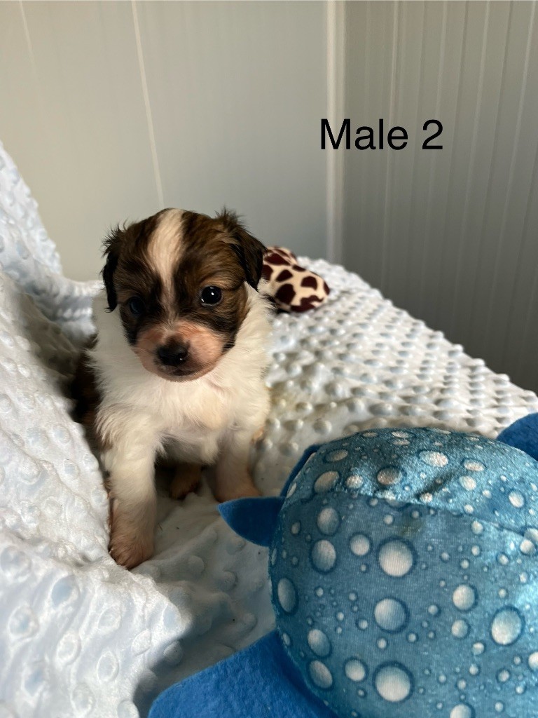 De L'Epopée De Kaa - Chiots disponibles - Epagneul nain Continental (Papillon)