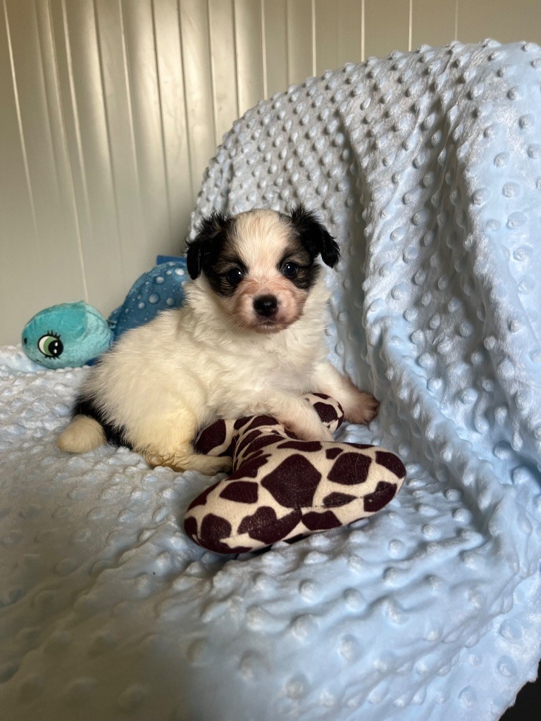 De L'Epopée De Kaa - Chiots disponibles - Epagneul nain Continental (Papillon)