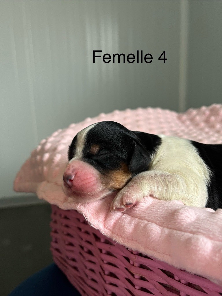 De L'Epopée De Kaa - Chiots disponibles - Epagneul Breton